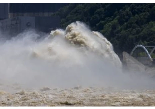 Niezwykły efekt tsunami z 2011 roku. Japońscy naukowcy zbadali rybie hybrydy