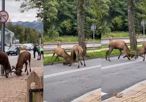 Zakopane: dwa byczki starły się na środku ulicy i najpewniej poszło o jakąś łanię