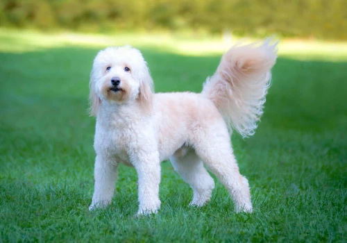 Goldendoodle podbija Amerykę. To najpopularniejszy pies w niemal połowie analizowanych miast