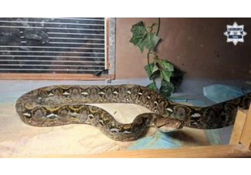 Nietypowe znalezisko w piwnicy. W terrarium był pyton