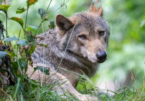 Liczba wilków drastycznie spadła. Ma to zaskakujący wpływ na ludzi