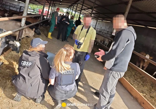 CBŚP rozbiło gang złodziei bydła. Ukradli ponad 200 krów