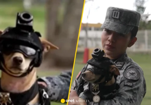 Chihuahua w Gwardii Narodowej Meksyku. Waży niespełna 7 kg i kradnie serca
