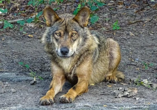 Ostrzegają przed wilkami w lasach na terenie Gminy Strzałkowo