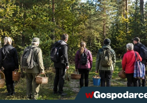 Niemcy szturmują polskie lasy. Skarbówka na posterunku