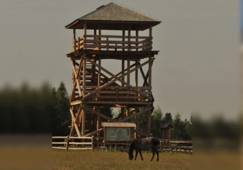 Nie zobaczymy stąd jesiennej panoramy Roztocza. Popularna wieża zamknięta