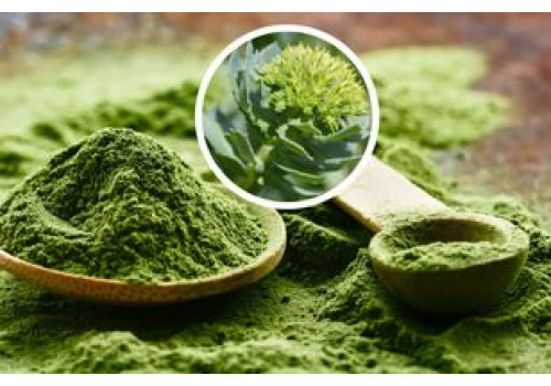 Polska matcha zyskuje na popularności. Ten zielony napój powstaje pod Hajnówką