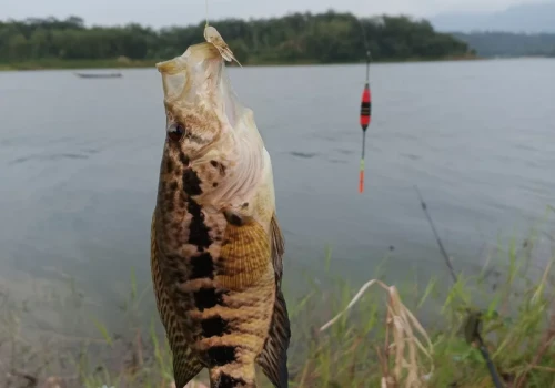 Jest nowy rekord, wędkarz rozpoczął świętowanie. Taką długość miała ryba-gigant