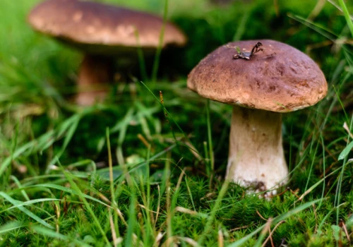 Grzybiarze ich wypatrują, a sanepid ostrzega: takich grzybów lepiej nie zbieraj