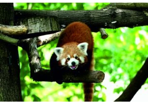 Światowy Dzień Zwierząt w toruńskim zoo. Będzie wyczesywanie bród kozom i karmienie leniwców