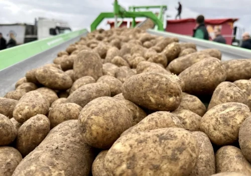 Ziemniaki drożeją, ale producentom ubywa z marży przez paliwo i transport. Jakie ceny?