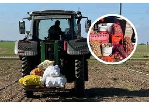 Zamiast oddawać na skup za grosze, sprzedają prosto z pola. W weekend zapraszają do Wilkowa