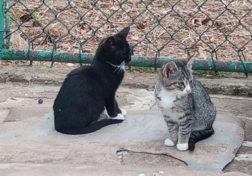 Zbiórka karmy dla bezdomnych zwierząt w Lwówku Śląskim