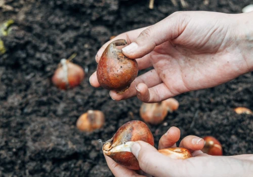 Sadź tulipany warstwami z innymi kwiatami. Wiosną donica utonie w kolorach