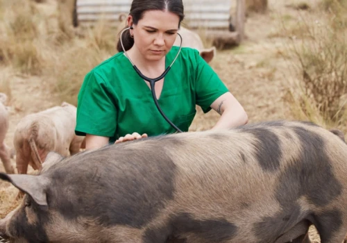 Urzędowi lekarze weterynarii doczekali się zaległych wynagrodzeń. Jasny komunikat GIW