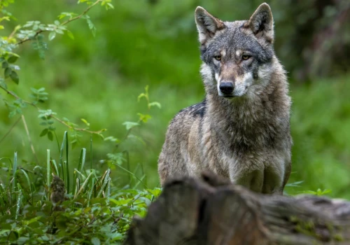 Coraz więcej wilków w centralnej Polsce. Jest apel do mieszkańców