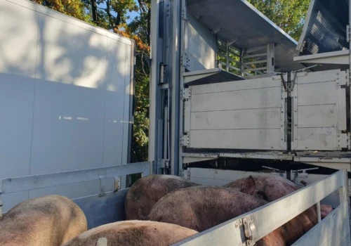 Wiózł 160 świń do ubojni ale dalej nie pojechał. Inspekcja nakazała przeładunek zwierząt