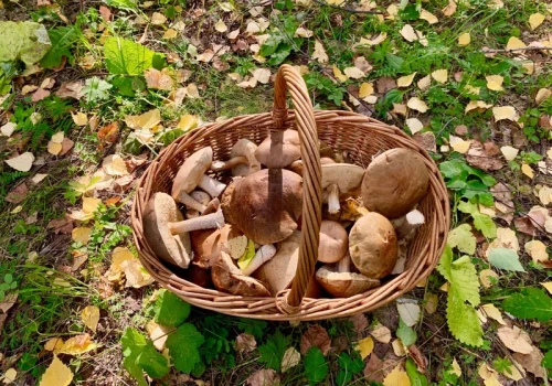 Myślisz, że wiesz wszystko o zbieraniu grzybów? Mykolog wskazuje, co sprawdzić przed wyprawą
