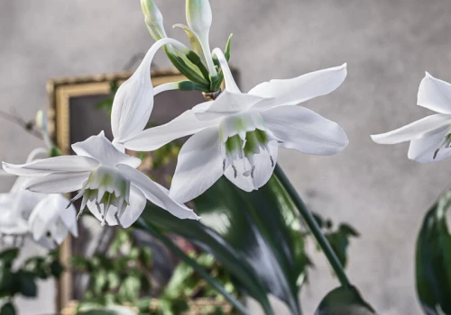 Wygląda jak narcyz, pachnie jak perfumy. W listopadzie eucharis zachwyca białymi kwiatami