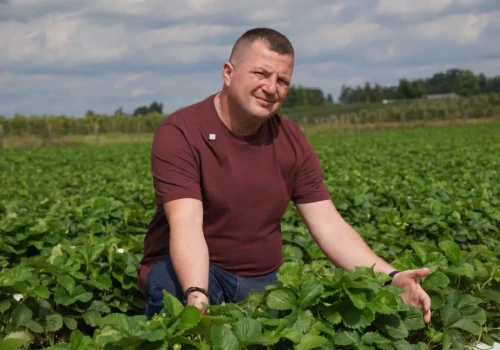 Truskawki wymagają ochrony przed szkodnikami teraz. Zwlekanie do wiosny może przynieść opłakane skutki