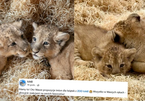 Łódzkie zoo prowadzi głosowanie jak nazwać lwiątka, prowadzą Szpulka i Supeł