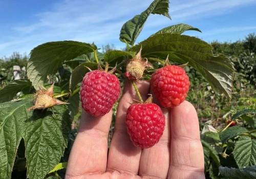 Maliny mogą uratować sezon. Plantatorzy czekają na październikowe zbiory