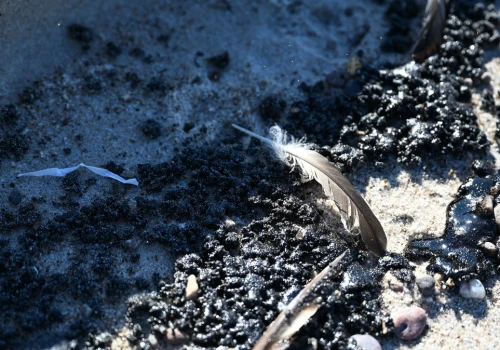 Oleiste grudki na bałtyckich plażach posprzątane. Ale nadal jest ryzyko