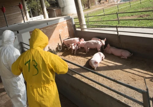ASF uderzyło w duże gospodarstwo na Podlasiu
