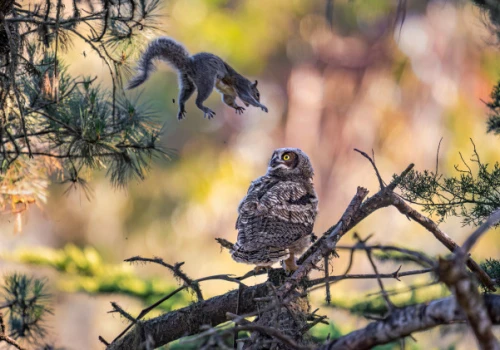 Śmieszne zwierzaki powracają. Oto finaliści Nikon Comedy Wildlife Awards 2026