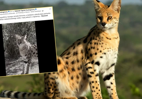 Smutna wiadomość z gdańskiego zoo. 