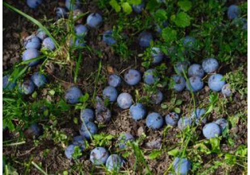 Wielu bezmyślnie rozdeptuje te owoce. Wyglądają jak borówki, ale mają pestki