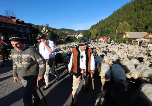 Podhale: ruszają jesienne redyki. Owce wracają z hal