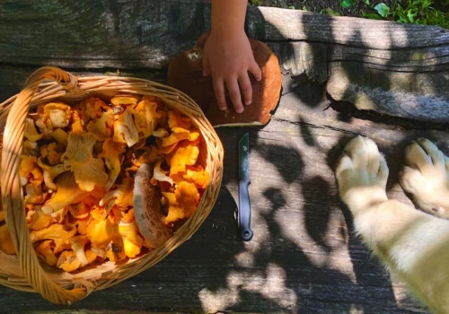 Od jakiego wieku dziecko może spróbować grzybów? Ekspertka podaje konkretny moment