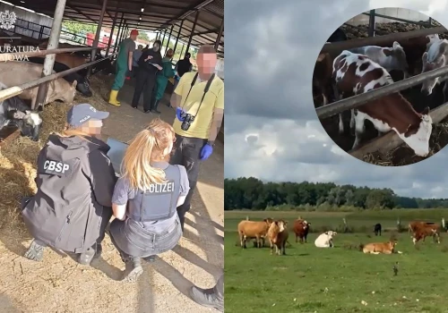 Służby rozbiły gang kradnący krowy w Niemczech i przerzucający je do Polski