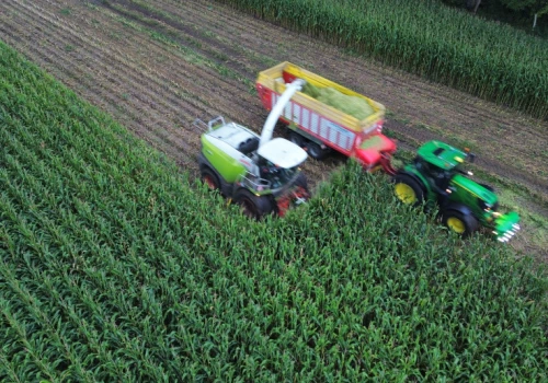 Kukurydza na kiszonkę obroniła plon mimo trudności. Duże znaczenie miały agrotechnika i stanowisko