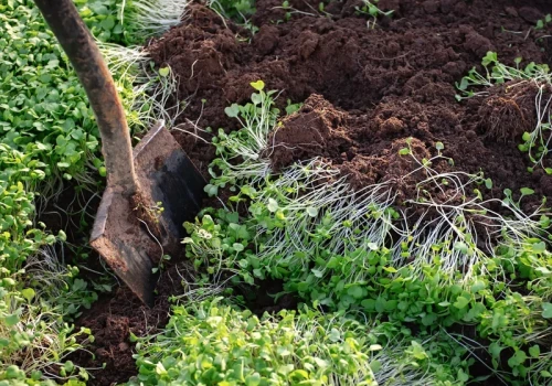Gleba po sezonie jest wyjałowiona? Wysiej to jesienią, a wiosną odżyje
