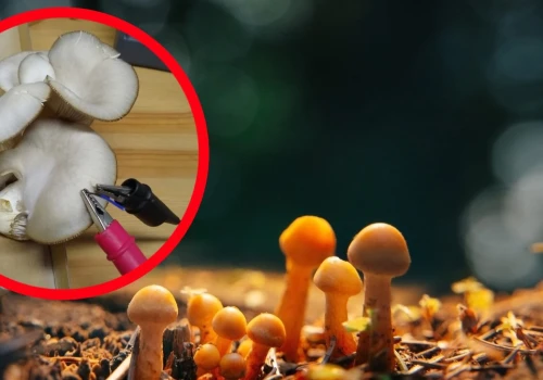 Grzyby mówią do nas przez sztukę? Pierwsza taka wystawa na świecie
