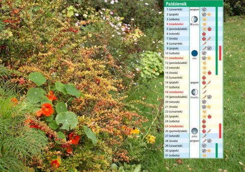 Kalendarz biodynamiczny na październik 2026. Z tymi pracami w ogrodzie już nie czekaj