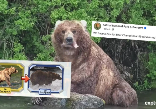 Miś 