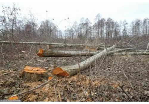 Wycinka drzew w 2026 r. Kiedy wystarczy zgłoszenie, a kiedy zezwolenie