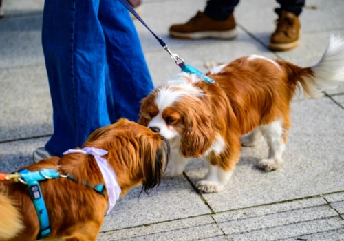 Psy ze schroniska opanowały Stary Rynek. To zachęta do adopcji