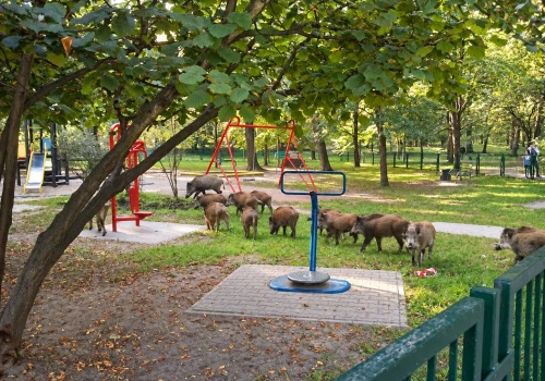 Dziki czują się w Krakowie jak u siebie. Jakie kroki podejmują władze miasta?