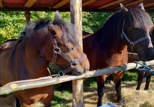 Konie huculskie pokazały swoją siłę. Pierwsze Płouszowickie Huculisko za nami
