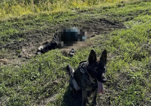 Policyjny pies Alfa odnalazł zaginionego seniora. 86-latek leżał na polu