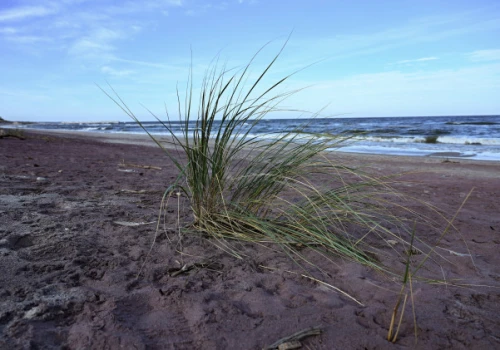 Plaża w Mielnie zrobiła się fioletowa. Wyjaśniamy, skąd wzięło się to niezwykłe zjawisko