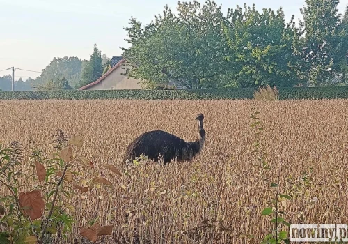 Najpierw kangur, teraz emu. Nietypowy gość spaceruje po Ruptawie