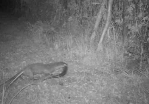 Wydra przed obiektywem. Kolejne dzikie zwierzę nagrane w Jaworznie