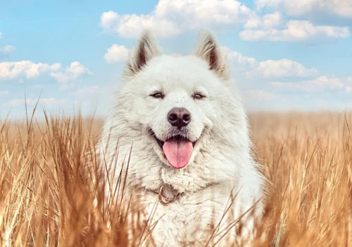 Yogi – psi influencer – odwiedzi Future Pet Food w Expo Kielce