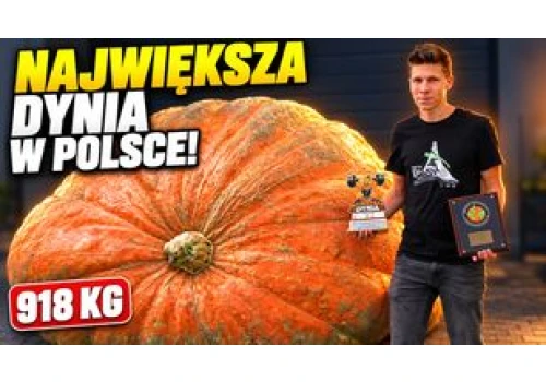 Największa dynia w Polsce