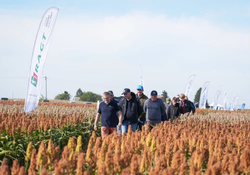 Sorgo przyciąga uwagę rolników. Te odmiany pokazano na polu